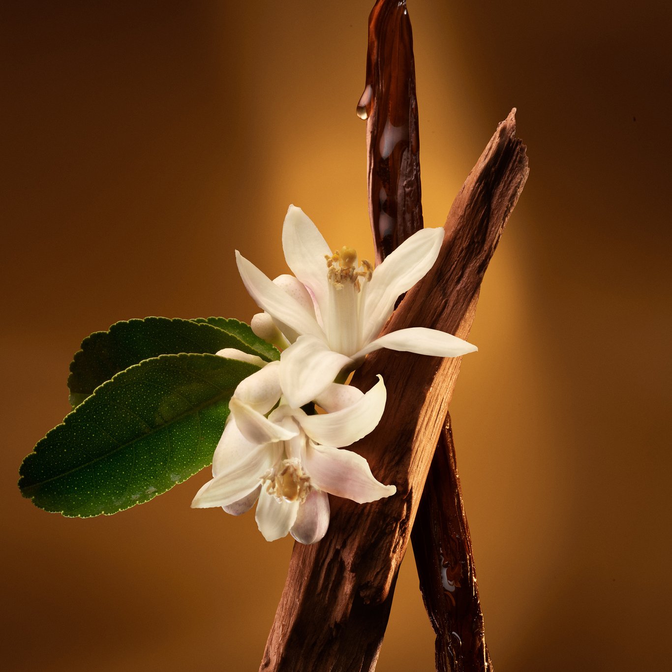 Miniatyrbilde