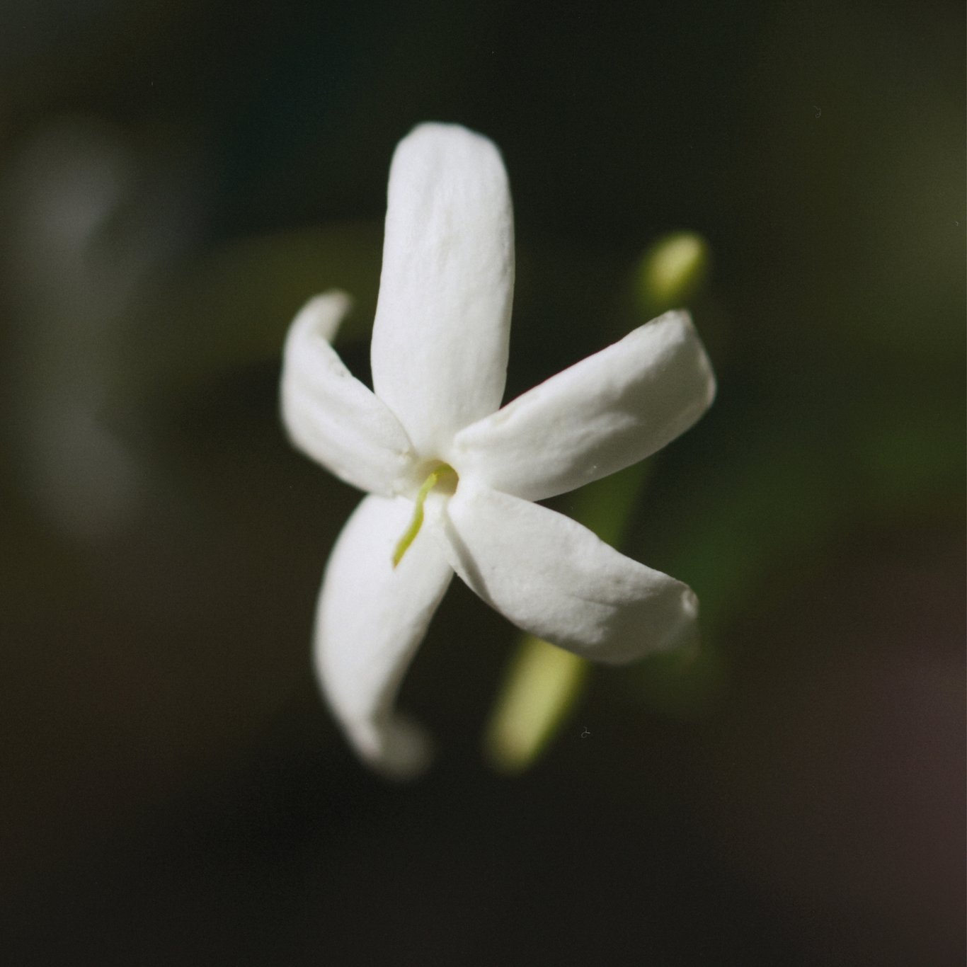 Miniatyrbilde