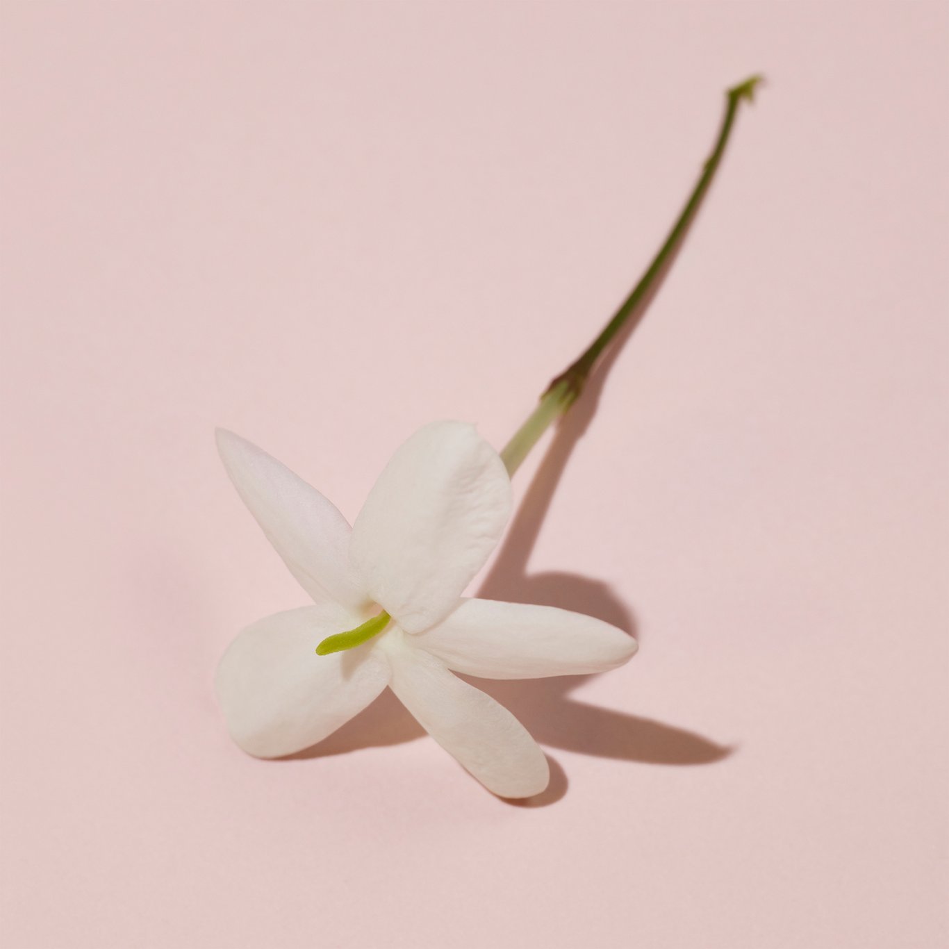 Miniatyrbilde