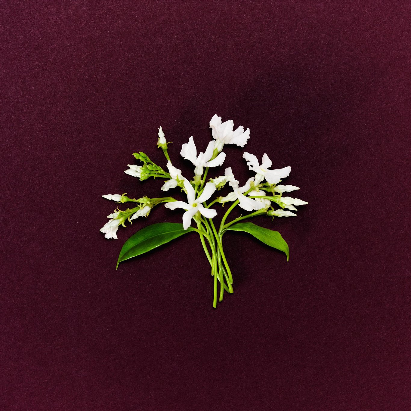 Miniatyrbilde