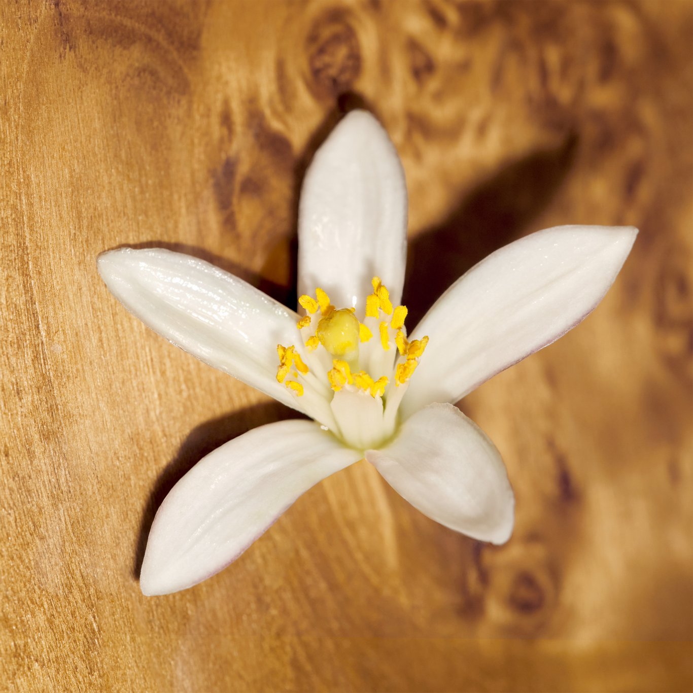 Miniatyrbilde