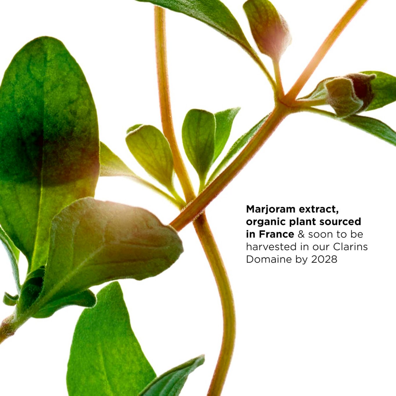 Miniatyrbilde