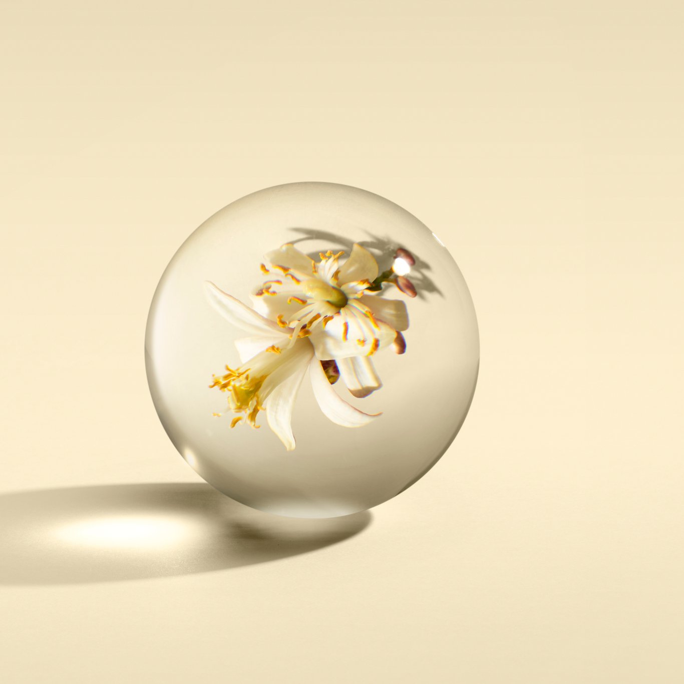 Miniatyrbilde